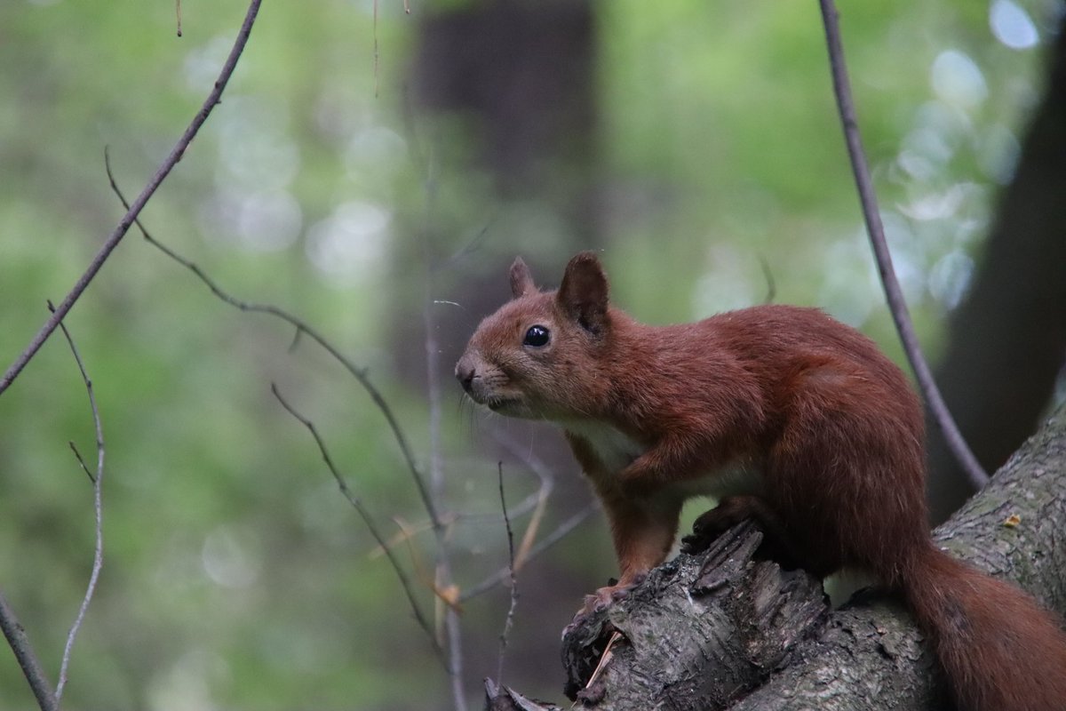 Окремий вид відпочинку, фото полювання на білок 😌
