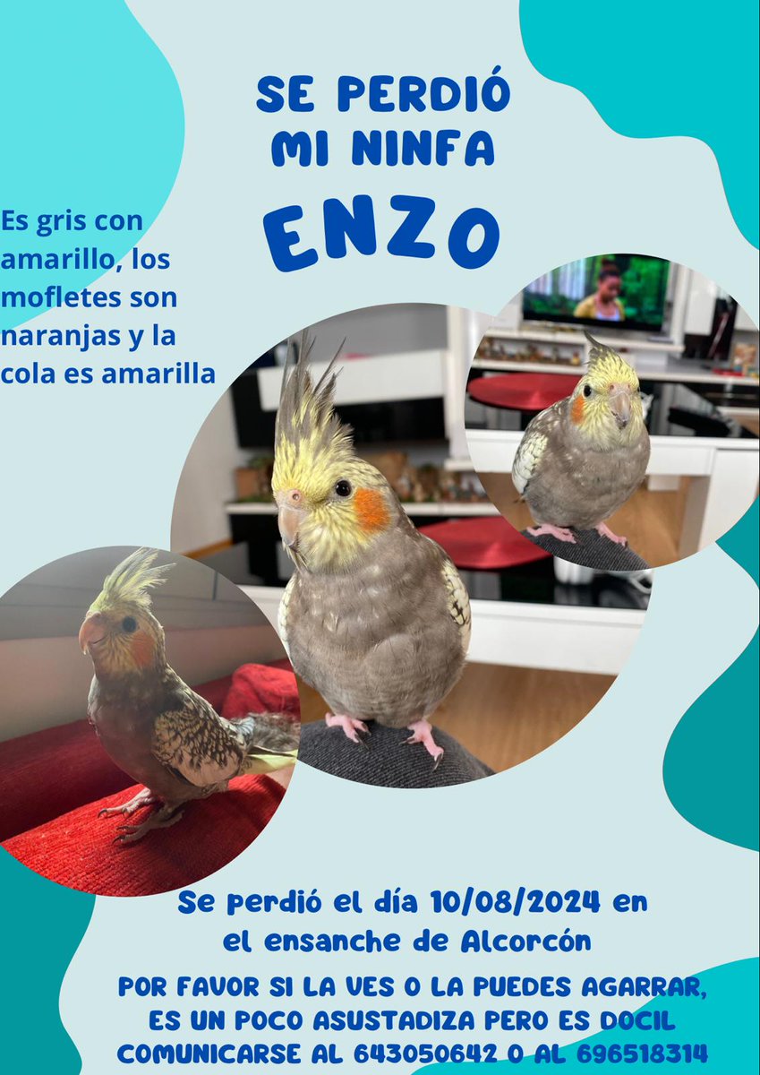 PoliciaAlcorcon's tweet photo. Un vecino del Ensanche nos pide difusión para poder encontrar a su mascota 🐦 https://t.co/FLJ9xlzjtG