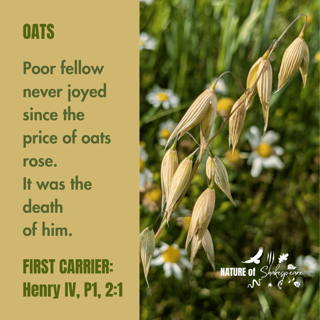 NatureS40430's tweet photo. Shakespeare Species Oats: poor fellow never joyed since the price of oats rose. It was the death of him. Shakespeare includes Oats in connection with feeding animals but it was also used for food &amp; there are several references to porridge. #shakespearespecies https://t.co/ywDhoQFvQt