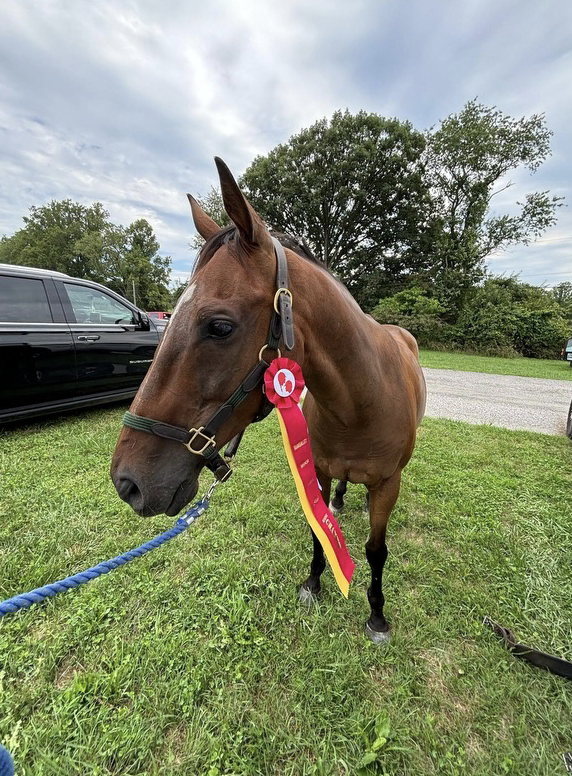 USASteeplechase's tweet photo. Our ex-Steeplechaser King Bubble looks proud of himself after successfully completing his first starter hunter show! 🏆🐴
#OTTB #KingBubble 👑🫧 https://t.co/J6ErptryO1