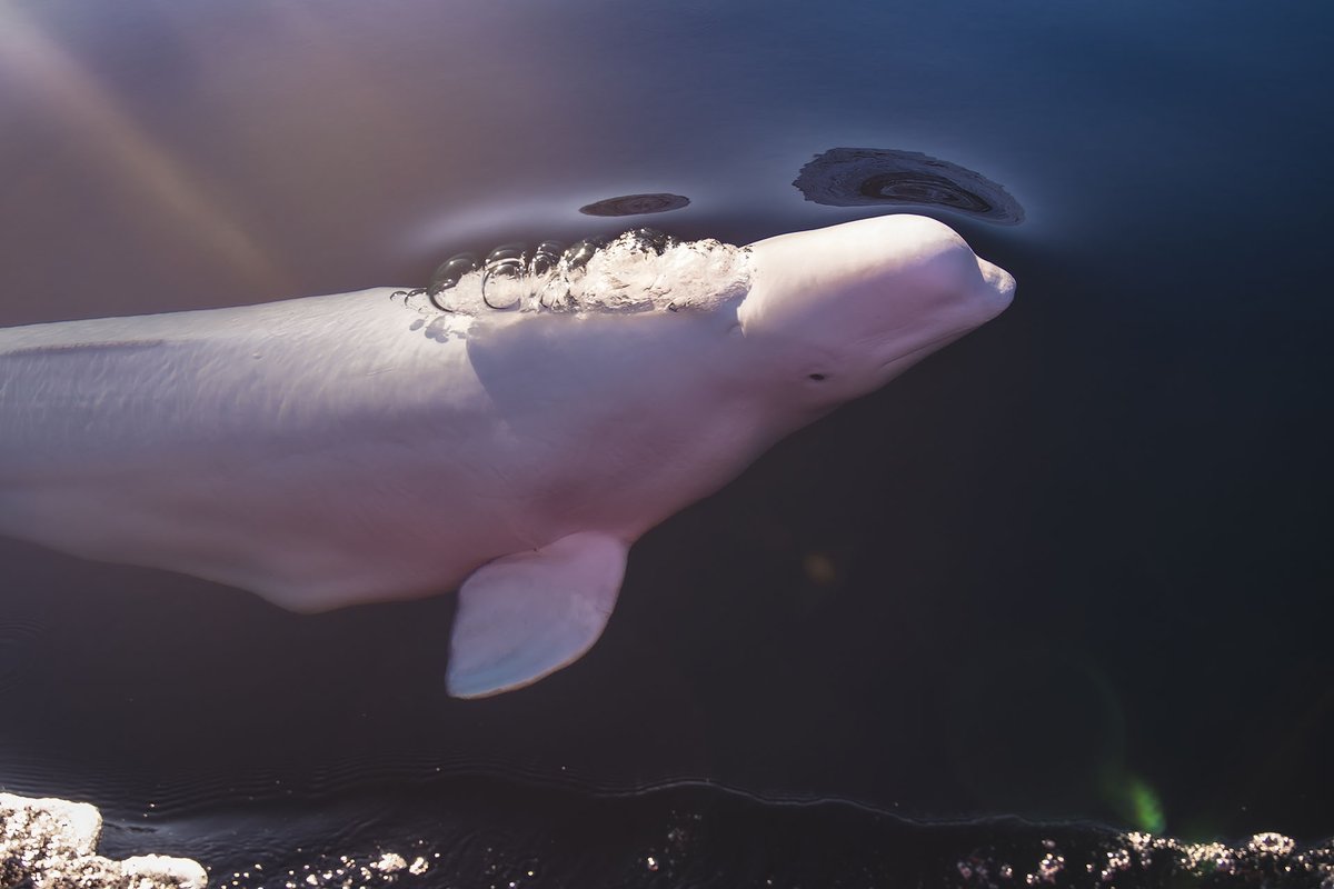 Plans to relocate male beluga whale Hvaldimir to northern Norway has sparked concern with scientists, veterinarians, marine mammal experts &amp; organisations including Marine Connection. 

He needs your help - please read further.   facebook.com/marineconnecti…

Photo: Krisztina Balotay