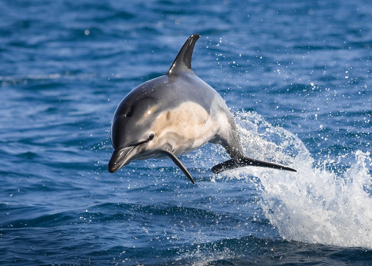 thembauk's tweet image. A new report published by the MBA highlights the changes in #marine life across South West England during 2023. From shifts in species distribution to the impacts of #ClimateChange, these findings are crucial in understanding our marine environment.
➡️ buff.ly/3YNx8jo
