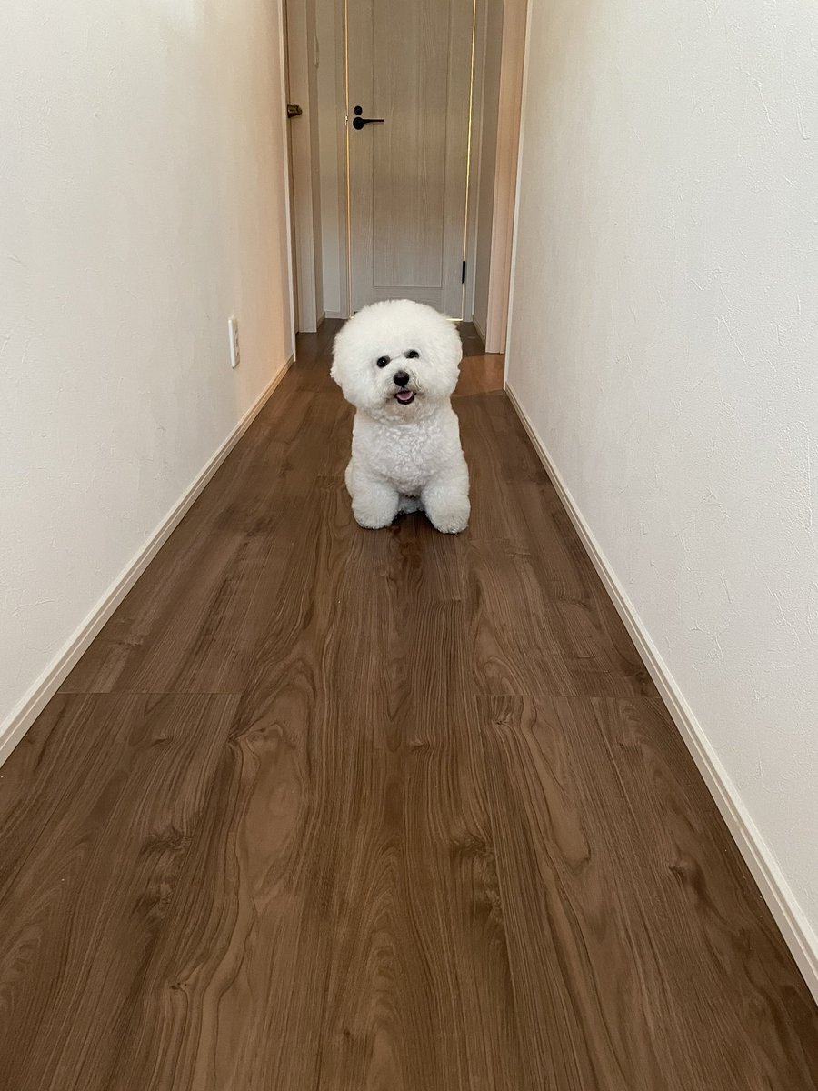 2_maro_1's tweet photo. 仕事終わって御出迎えマン
この後めっちゃ顔埋めたった(ベロベロベロベロ https://t.co/6WnElTR7a4