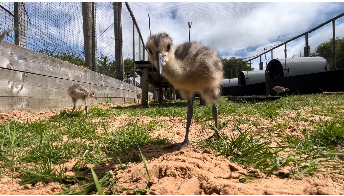 JordanPargeter's tweet photo. Privileged to have worked on such a special species this year! 

An incredible moment releasing our headstarted curlews onto Dartmoor and monitoring their progress 🪶 https://t.co/UUOtdMNCVB