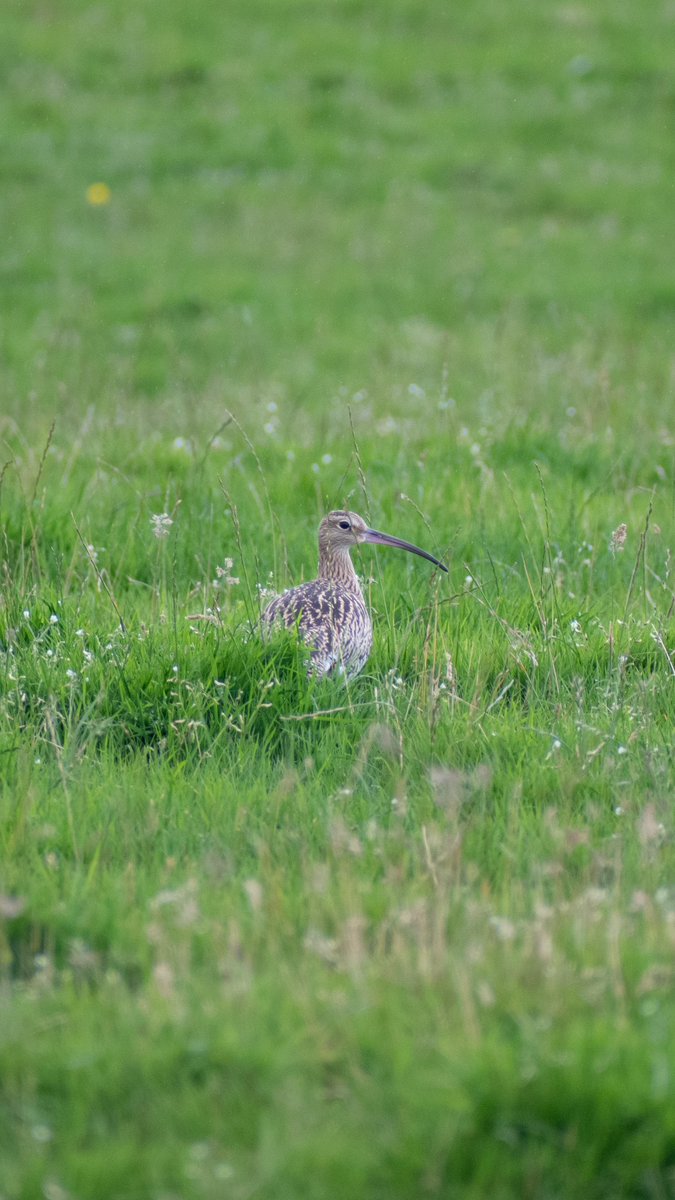 Privileged to have worked on such a special species this year! 

An incredible moment releasing our headstarted curlews onto Dartmoor and monitoring their progress 🪶