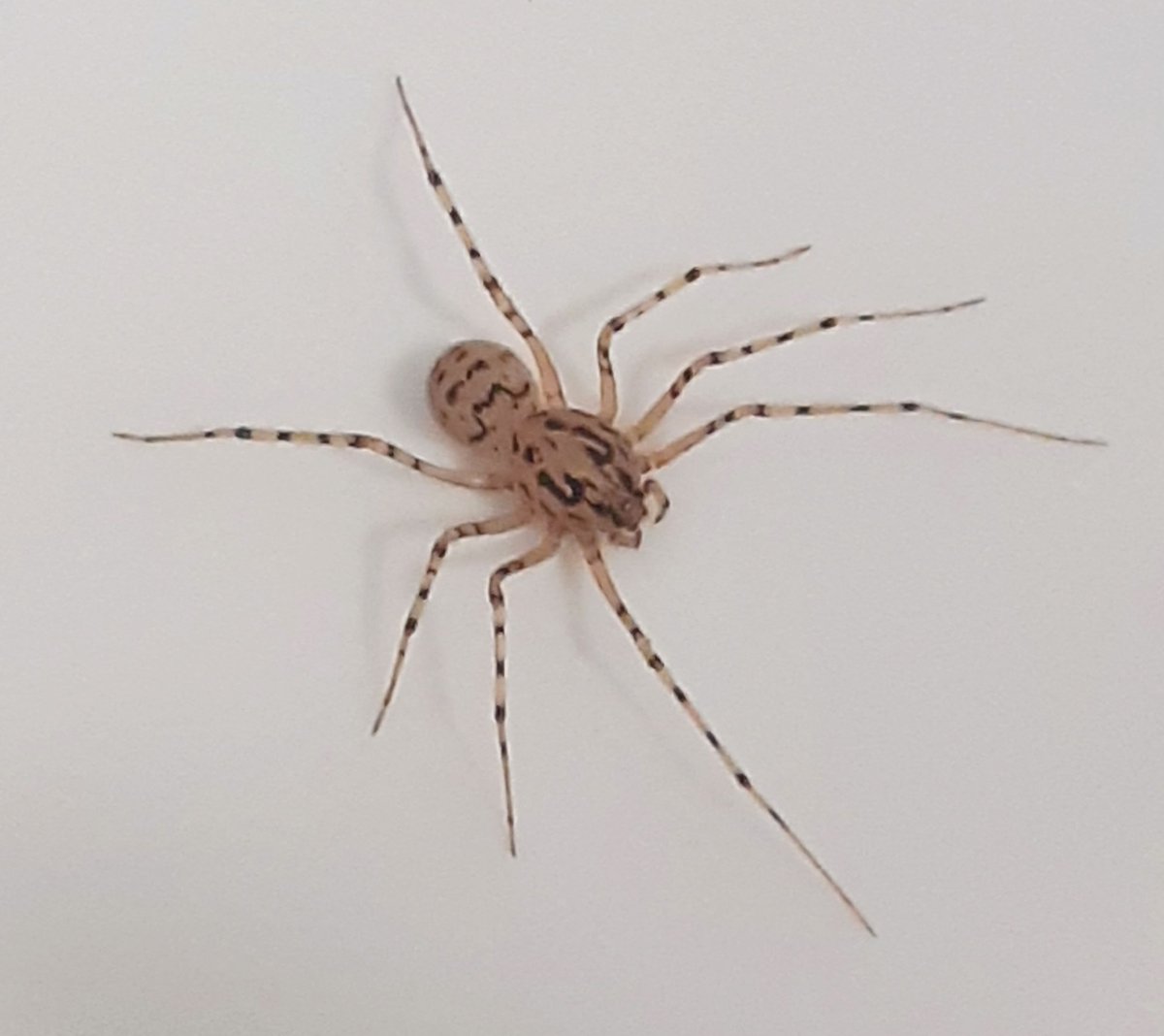 Another Scytodes thoracica in the bathroom at the School of Jewellery. There seems to be a healthy population on the second floor. <a href="/BritishSpiders/">BAS</a>