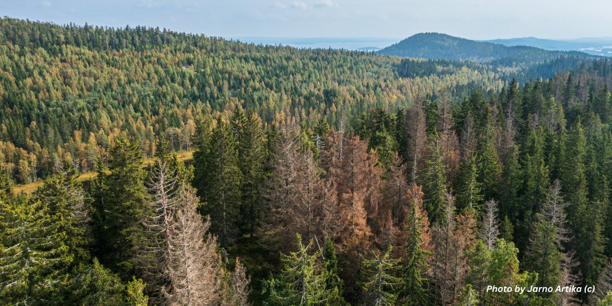 Our study by <a href="/pirtskhalavana/">nanksen</a> in Ecological Modelling uses TANABBO II to model bark beetle🪲behaviour &amp; assess drought risk in spruce forests. We're taking crucial steps to protect forests under climate change!🌍 doi.org/10.1016/j.ecol…, github.com/tanabbo/tanabbo
#resdinet #tanabbo
