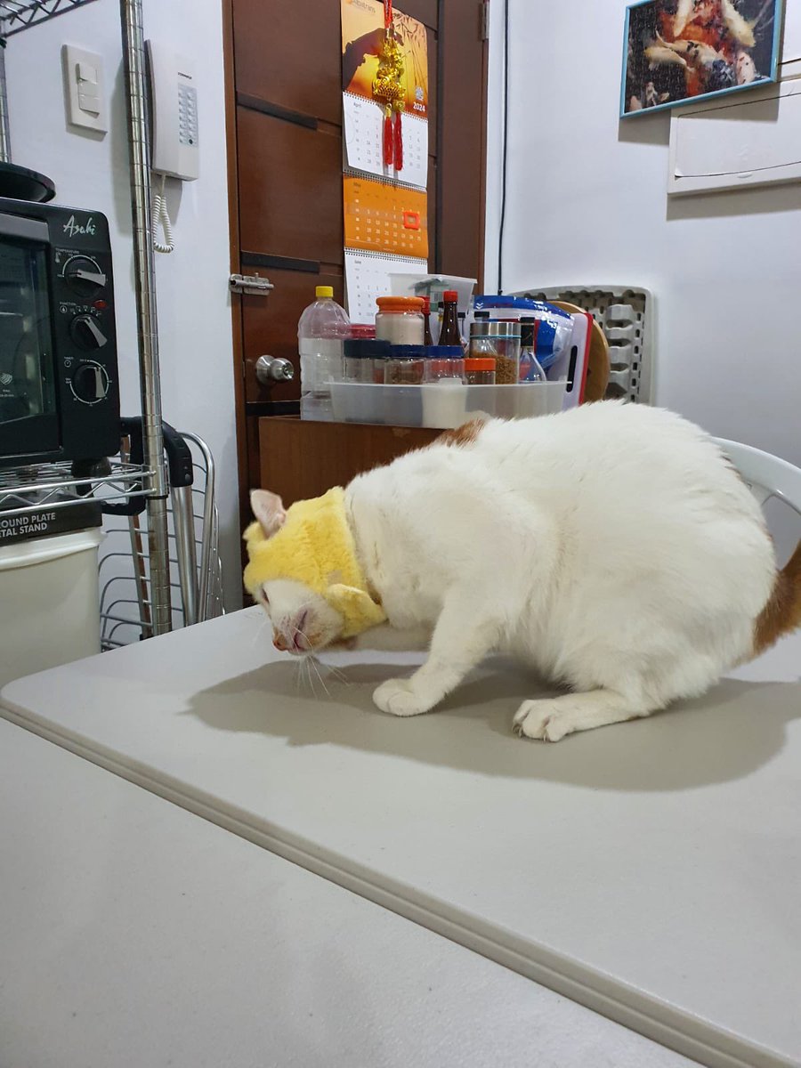 This tiramisu cake needs more cocoa powder 😹

#catswearinghats #headgear #catscatscats