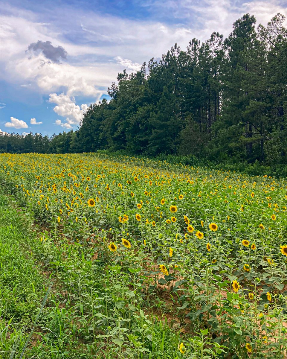 Every summer, several fields at Appomattox-Buckingham State Forests become a sea of green and gold as goldenrod, black-eyed Susans and sunflowers reach peak bloom. ✨🐝🌻 These fields are intentionally managed so these plants can thrive and benefit pollinators and other wildlife.