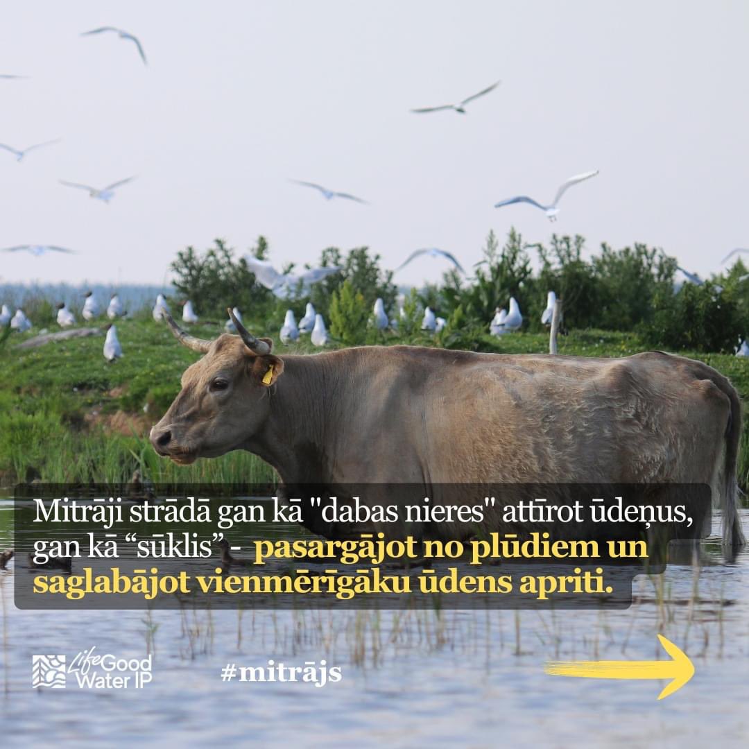 🌱 Vai esi aizdomājies, kā notiek ūdens attīrīšanās upēs un to veidotajās ekosistēmās? Kādēļ ir tik svarīgi nezaudēt periodiski applūstošas teritorijas upju krastā? Ko dabai un mums cilvēkiem dod mitras, pārmitras un pavisam slapjas (applūdušas) teritorijas?
📸 <a href="/Vilcenite/">Ilze Priedniece</a>