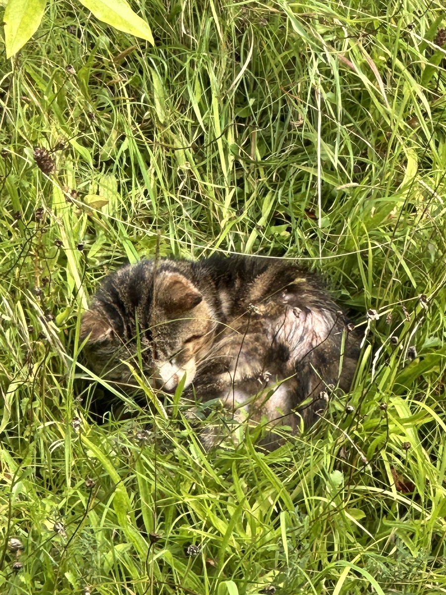 Relaxing in the undergrowth #CatsOfTwitter #NotOurCat
