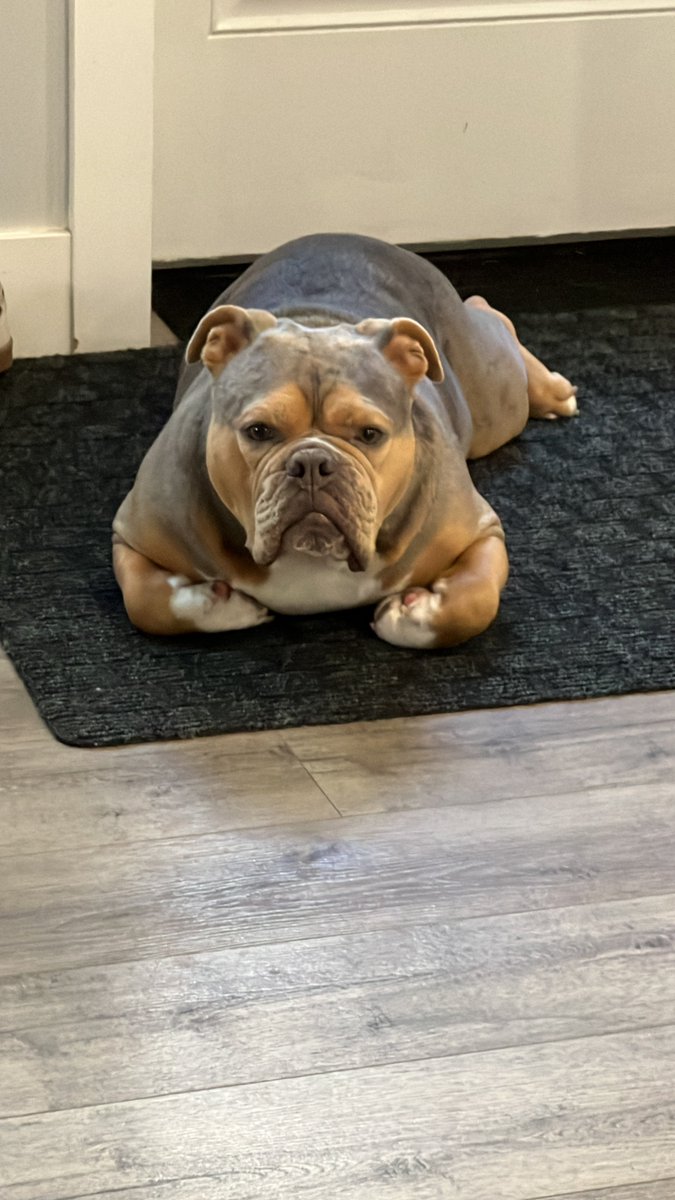 SALAMANDER tweet media