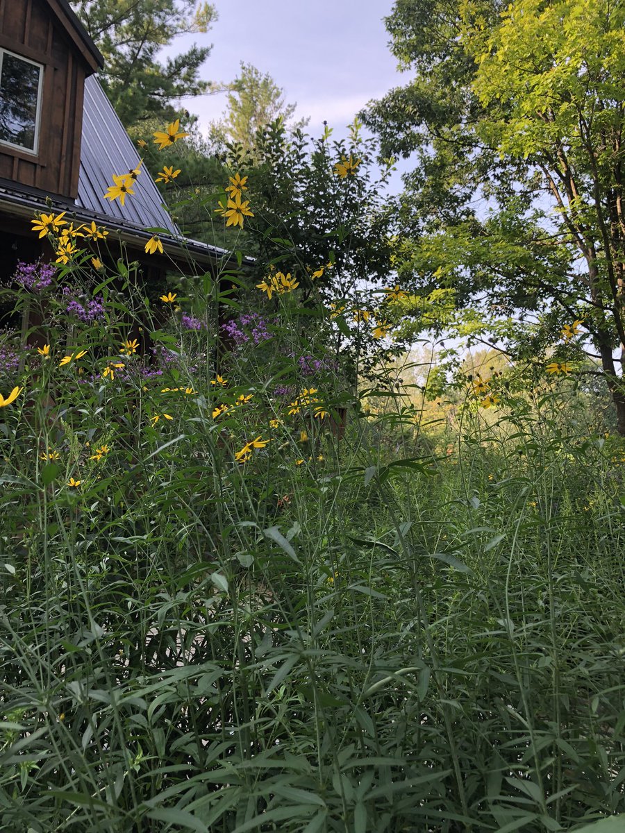 CdnNatureSci's tweet image. August brings the full glory of our Ontario prairie garden. 

Having native plants close to home helps me to learn about nature. And to think about the world that was, and the world that could be.

All this from a tiny handful of seeds I collected from a ditch over a decade ago.