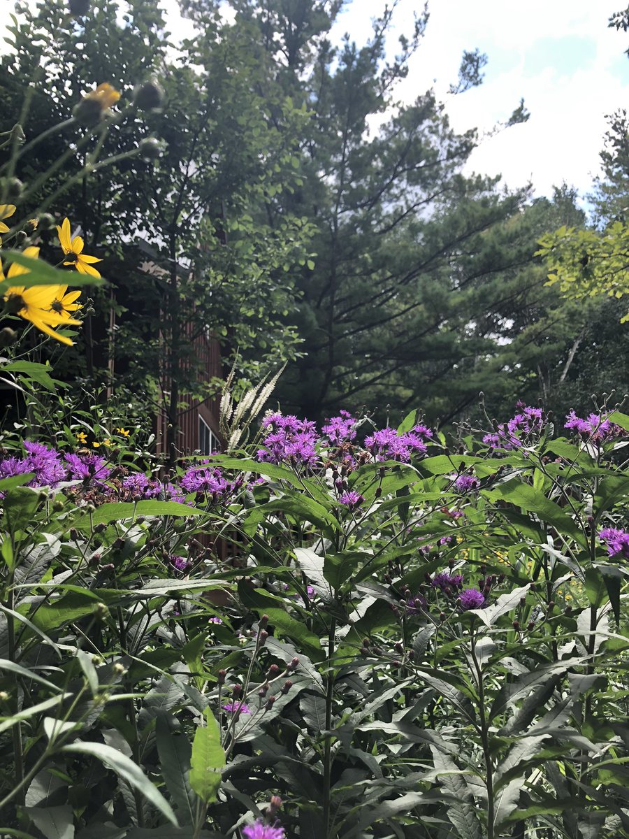 CdnNatureSci's tweet image. August brings the full glory of our Ontario prairie garden. 

Having native plants close to home helps me to learn about nature. And to think about the world that was, and the world that could be.

All this from a tiny handful of seeds I collected from a ditch over a decade ago.