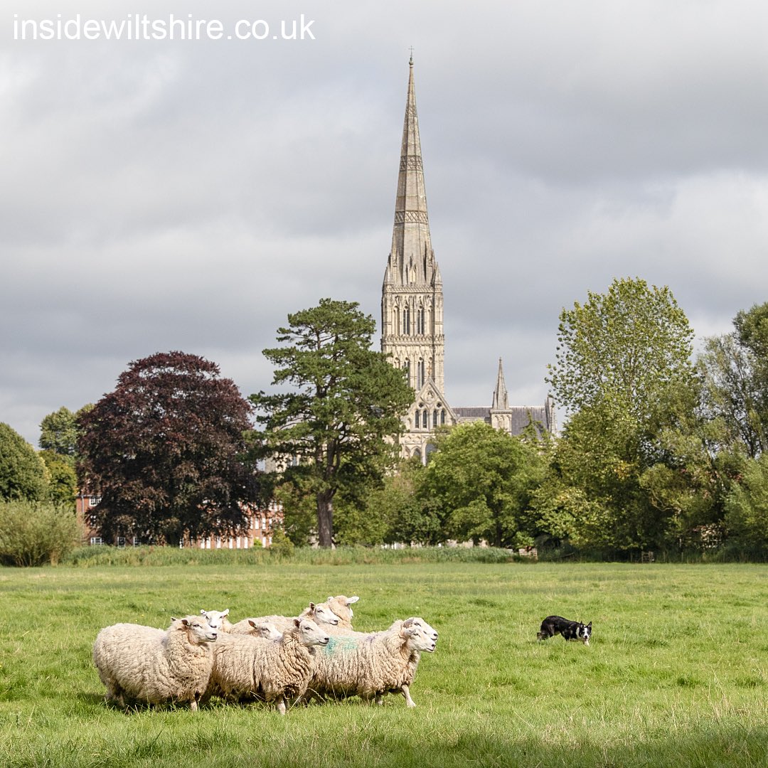 InsideWiltshire (@insidewiltshire) on Twitter photo On Saturday 10 August <a href="/HarnhamWMT/">Harnham Water Meadows</a> had one of their annual Summer Open Days.
The event started at Rose Cottage and included water meadow tours, sheepdog demonstration and refreshments. Keep an eye out for future events from the trust.
#HarnhamWaterMeadows #Salisbury #Wiltshire On Saturday 10 August <a href="/HarnhamWMT/">Harnham Water Meadows</a> had one of their annual Summer Open Days.
The event started at Rose Cottage and included water meadow tours, sheepdog demonstration and refreshments. Keep an eye out for future events from the trust.
#HarnhamWaterMeadows #Salisbury #Wiltshire