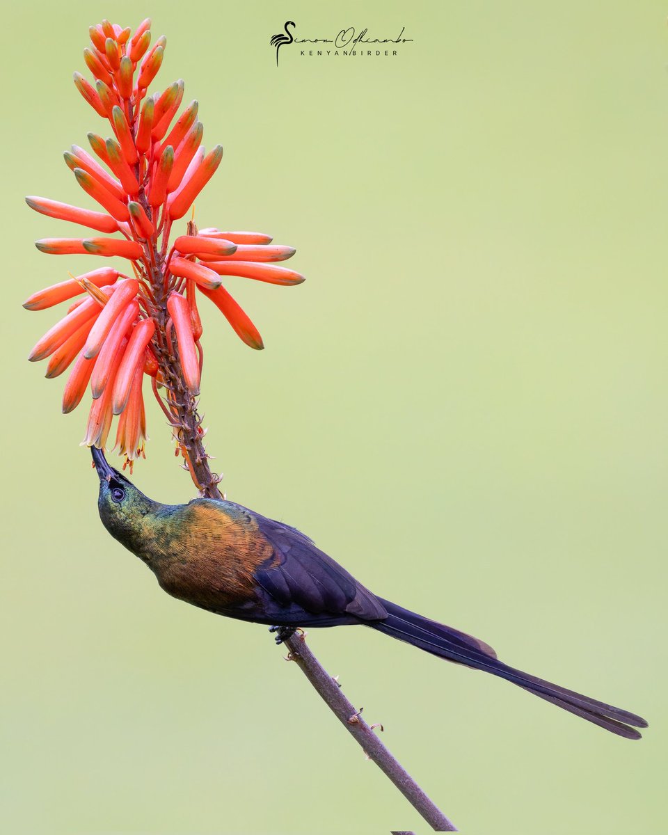 Bronze Sunbird