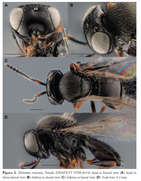 INRAE LutteBiologique (@inrae_lutte_bio) on Twitter photo #LutteBiologique contre les punaises Pentatomidae : clarification des espèces de parasitoïdes oophages du genre #Telenomus (Hym. #Scelionidae) en Europe
doi.org/10.3897/jhr.97…
Une collaboration <a href="/DISAFA_INT/">#UNITO-DISAFA_INT</a>, #Université_Moscou, #EBCL_Montpellier, <a href="/FDACS/">Florida Dept. of Agriculture & Consumer Services</a> et <a href="/SAgrobiotech/">Sophia Agrobiotech</a> #LutteBiologique contre les punaises Pentatomidae : clarification des espèces de parasitoïdes oophages du genre #Telenomus (Hym. #Scelionidae) en Europe
doi.org/10.3897/jhr.97…
Une collaboration <a href="/DISAFA_INT/">#UNITO-DISAFA_INT</a>, #Université_Moscou, #EBCL_Montpellier, <a href="/FDACS/">Florida Dept. of Agriculture & Consumer Services</a> et <a href="/SAgrobiotech/">Sophia Agrobiotech</a>