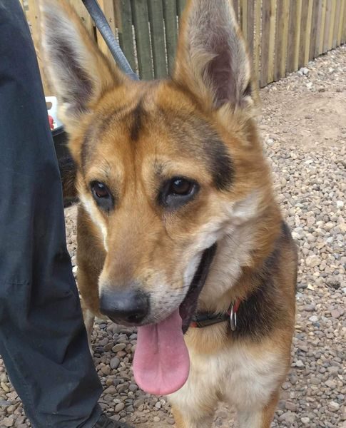 gsrescueelite's tweet photo. Pepper has just turned 1 and she is a very sweet girl who greets everyone with a wagging tail, Pepper can live with older kids and may be able to live with another dog with careful intros 
#germanshepherd #dogs #Notts 
https://t.co/IVV1Bw1cZt https://t.co/UztzgCTWj6