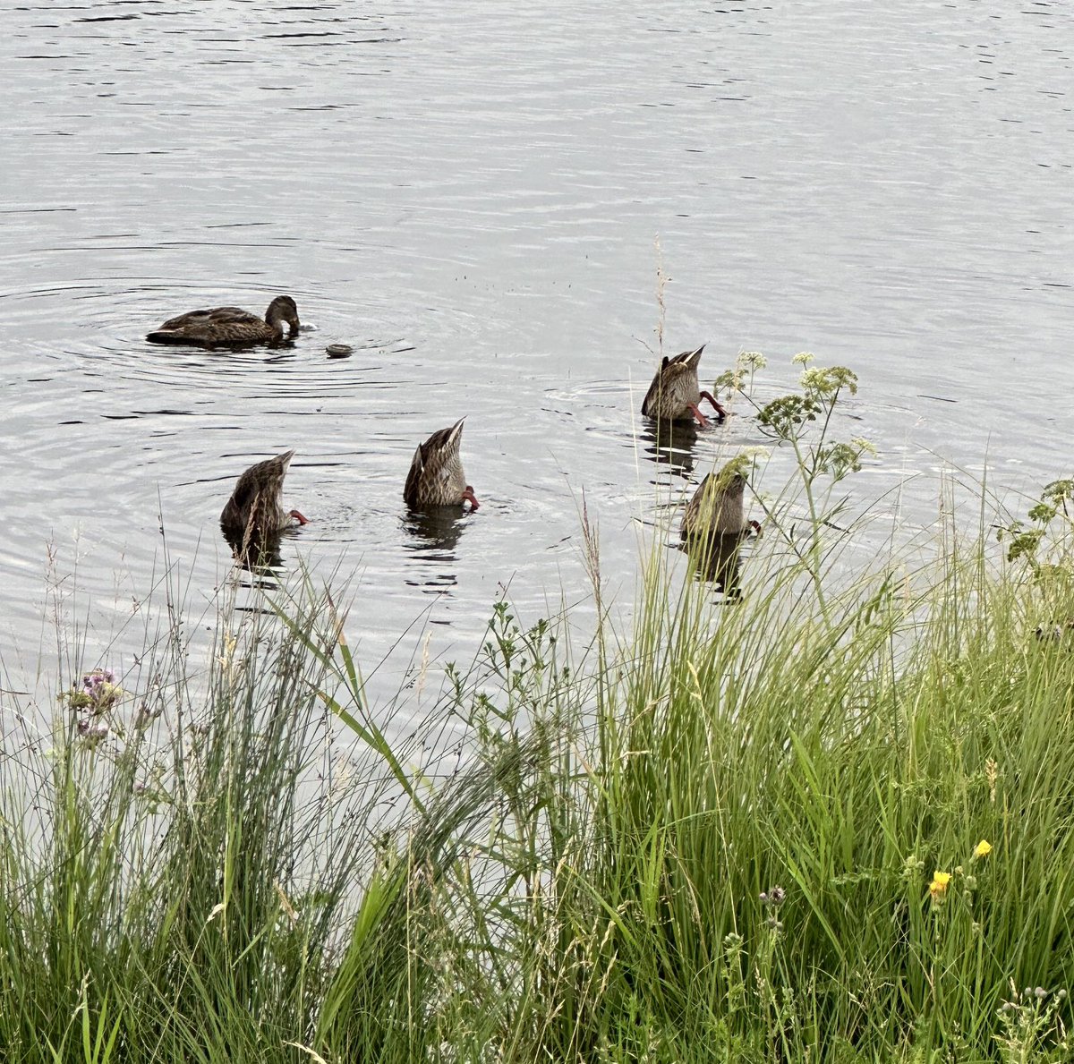 When that one synchronized swimmer was distracted….😀