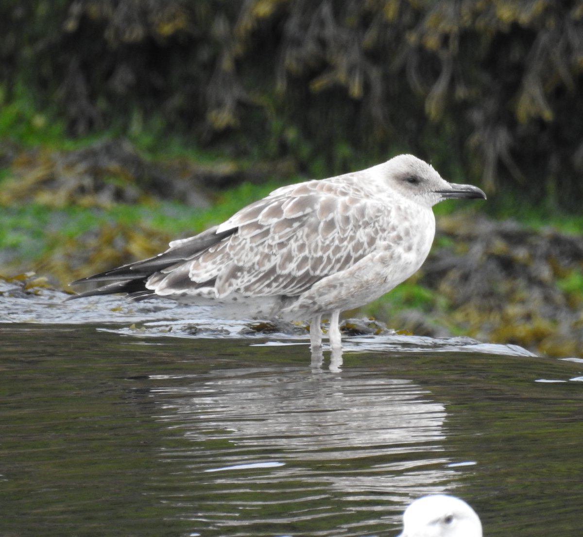 My first Juv Caspian Gull of the season - Warkworth Weir. Later, it was at the Braid with the adult PKCS. A two Casp day! <a href="/NTBirdClub/">Northumberland & Tyneside Bird Club</a>