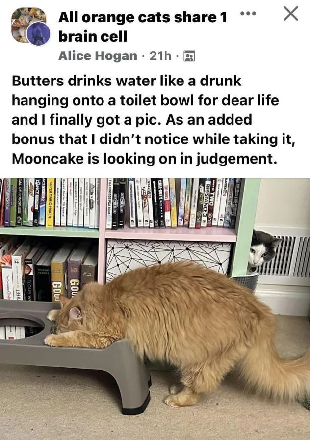 WholesomeMemes (@wholesomememe) on Twitter photo 