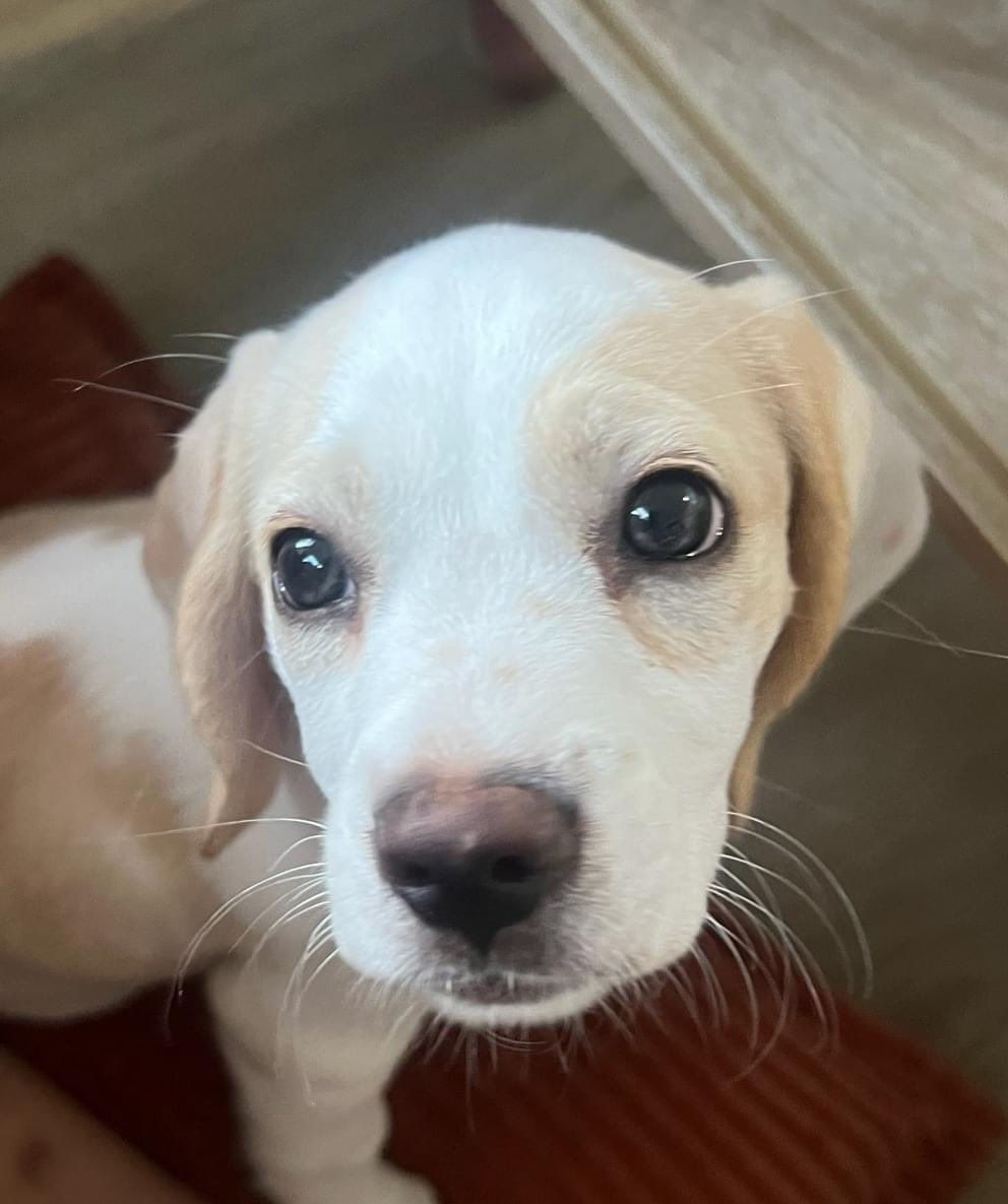 beaglefreedom's tweet photo. MEET PENNY! 

Penny is a survivor of physical abuse. A man was threatening to throw her against a wall when a kind soul stepped in to help and called us. 

She is now safe in foster. Penny is 3 months old and full of love. 💕 

Help us cover her care: https://t.co/GXwfuANxHm ❤️ https://t.co/MpKNUlk5SX
