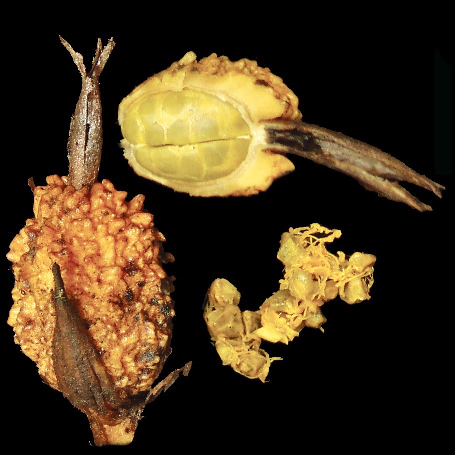 A complete description of #GingerPlantOfTheWeek, Etlingera peekelii (#Zingiberaceae), is included in a recent Blumea paper: rbge.cc/3WMlnXU. This only occurs in the Bismarck Archipelago and the seeds are covered by a yellowish waxy aril not previously seen in the family.