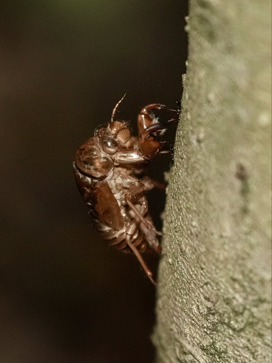 noborun63's tweet photo. セミの抜け殻
須磨離宮公園
📷 SONY α9 III
FE 70-200mm F4 Macro G OSS II
#昆虫好きな人と繋がりたい
#昆虫写真
#写真好きな人と繋がりたい
#cicadashell
#これソニーで撮りました https://t.co/socm8TqhhO