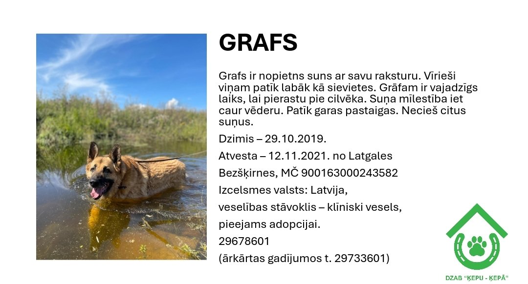 DzabKepa's tweet photo. GRAFS meklē mājas 💜🐶
📞 29678601 💜🏡🐶
#Grafs #dog #suns #meklēmājas #ķepuķepā #Ķepas #Kepa #animalshelter #rescue #saveanimals #animals #patversme #dzīvniekupatversme #LATVIJA #nepērcadoptē #adoptme https://t.co/SzhgZvr2ZX