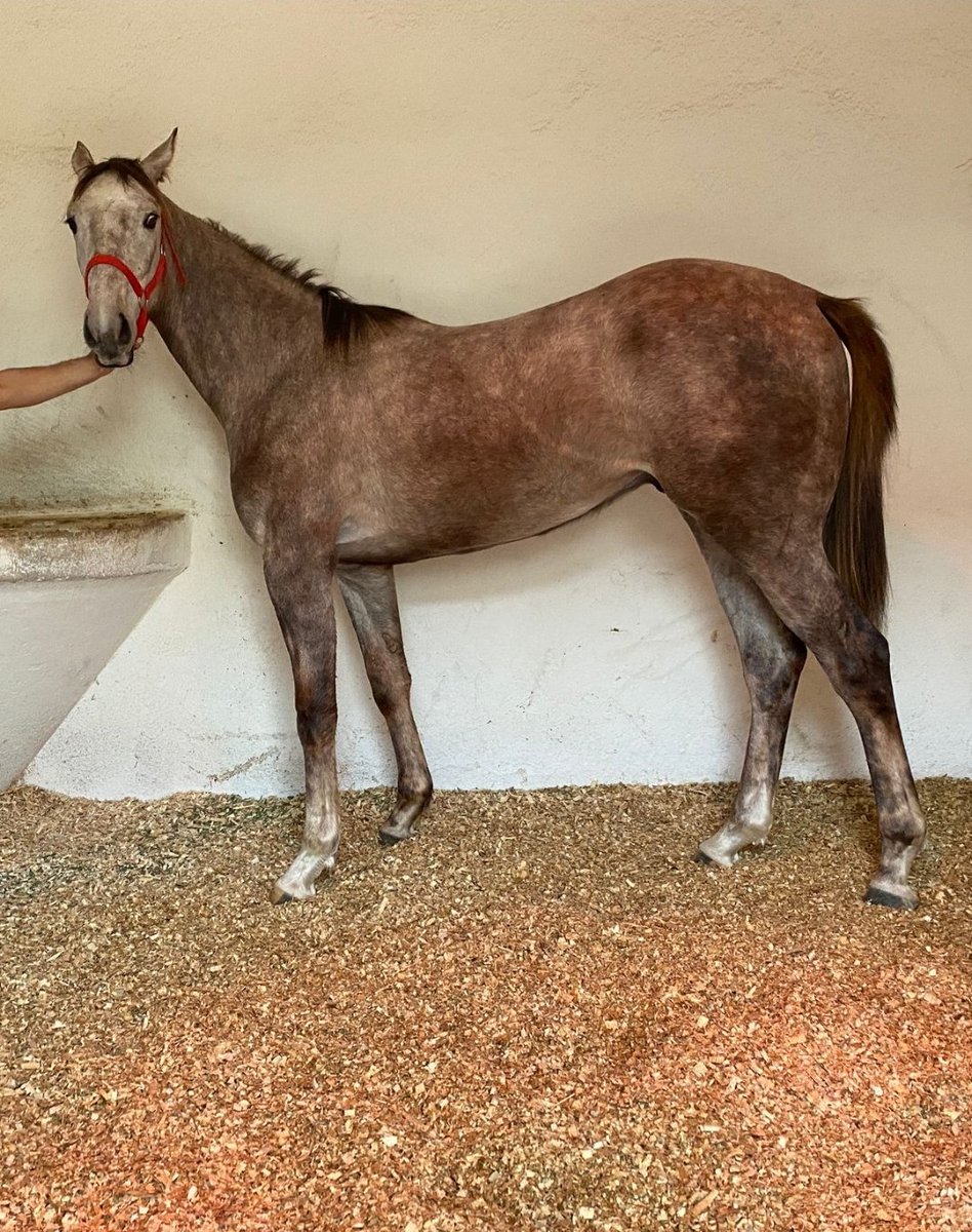 Birçok kişinin büyük emekleriyle, şansın ve bahtın yardımıyla atlarımız sahaya, koşacak seviyeye ancak gelebiliyorlar. 
Bir atın yarış kazanması onunla ilgilenen bir çok emektarın hayalidir. 
Gerek manevi gerekse maddi olarak...
Her şeyin hayırlısı.
En iyisini yapmaya çalışacağız