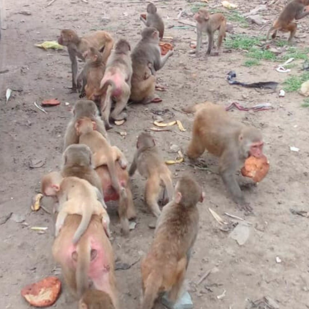 AaoSathChalen's tweet photo. अरावली की पहाड़ियों में भूखे बंदरों के लिए भोजन का प्रबंध करना हमारी प्रमुख पहल है। पिछले 2000 दिनों से, 'आओ साथ चलें' के स्वयंसेवक रोज़ाना 100 किलो आटे की पूड़ियां बनाकर बंदरों को खिलाते हैं।

#AaoSaathChalen #आओ_साथ_चलें #MonkeyFeedingProgram #FoodForAnimals @visshnumittal https://t.co/1jmGZzWhxs