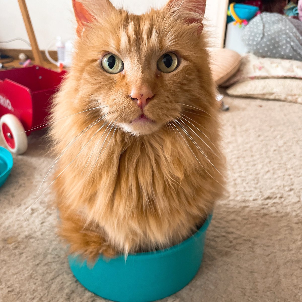 pocomomomo's tweet image. お口の中いっぱいに広がった腫瘍の隙間から漏れ出る呼吸の音がちゃちゃが呼吸している証になっている。
本当なら異常でしかないこの音が、ちゃちゃが生きていることを証明している。
明日も会えますように。
#ちゃもも頑張ってます
元気な時のちゃもも🐈⸒⸒⸒⸒