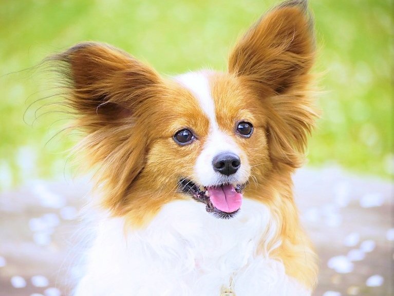 うさ＊時々かえたん tweet media