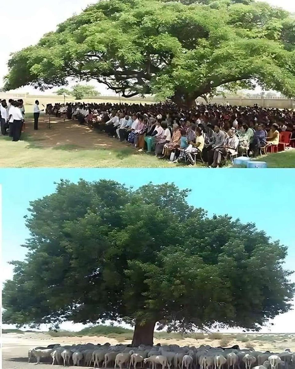 florestalbrasil's tweet image. Quando lhe perguntarem qual é a importância de uma árvore, mostre esta imagem a eles.

#arvores #arvore #tree #trees #arboles #arbol