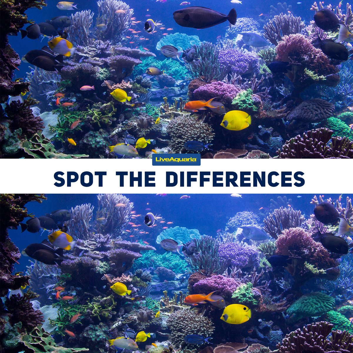 LiveAquaria's tweet image. Okay, eagle eyed aquarists, see if you can locate all 9 differences between these two photos. Post your progress as “aye” or “nay”. If you have a fishkeeping buddy, share this with them and get your friends in on the fun!
#spotthedifference #findthedifference #fishgame #fishfun