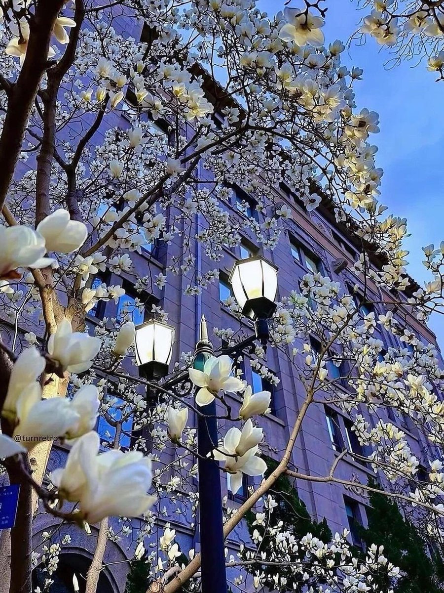 artindetails's tweet photo. — magnolia tree https://t.co/3FVmQIM3TK