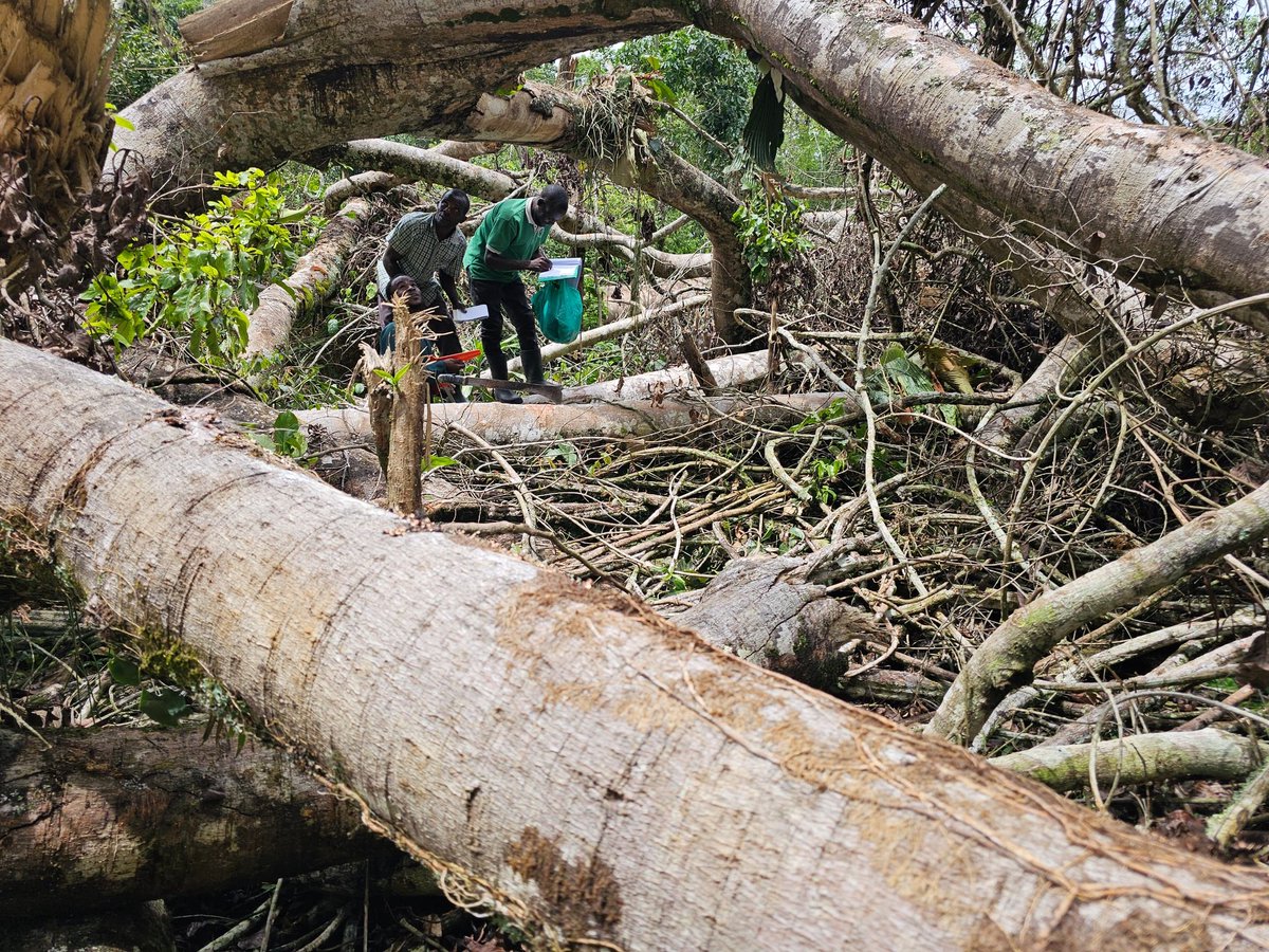 ecosev_uganda's tweet photo. Strange!!! Mpanga forest devastated by a strong storm;- Thousands of trees destroyed, primates and birds fled. 
It's a strong responsibility for us all to protect forests because they are highly vulnerable.

#ConserveForests #EcosevInitiatives https://t.co/O4AELL0yks