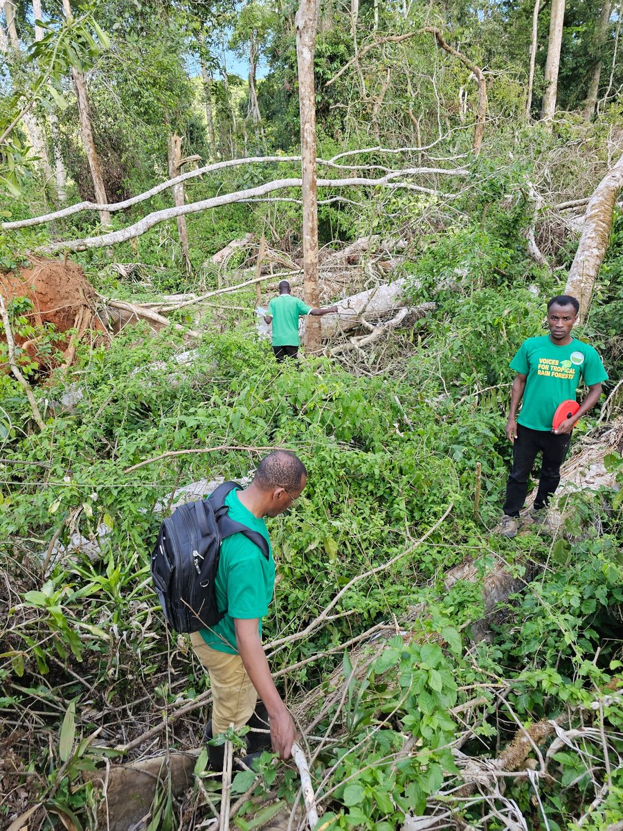 ecosev_uganda's tweet photo. Strange!!! Mpanga forest devastated by a strong storm;- Thousands of trees destroyed, primates and birds fled. 
It's a strong responsibility for us all to protect forests because they are highly vulnerable.

#ConserveForests #EcosevInitiatives https://t.co/O4AELL0yks