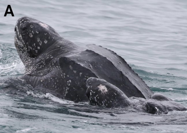 Eric Angel Ramos, PhD tweet media