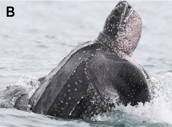 Eric Angel Ramos, PhD tweet media