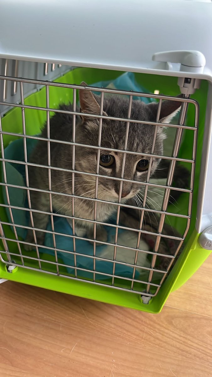 URGENTISSIMO - A RISCHIO SOPPRESSIONE
L'AQUILA 
Ci è appena arrivata la segnalazione di questo micio con una lesione spinale e le zampe paralizzate...
Cerchiamo aiuto urgente per evitare il più triste degli epiloghi...
Condividete per favore...
Alessia 320 845 3188  solo whatsapp