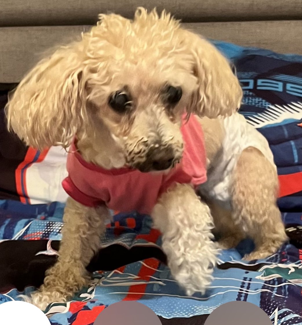 SpanishRose213's tweet photo. Our Goldie has now passed away from years of battling lung cancer and kidney failure. We had 17 years and 5 months with her. 2/25/2007-7/27/2024. She lived longer than we expected since she was diagnosed some years back. We will always love her and Dolly. Dogs are awesome. https://t.co/c5S8CKNmYq