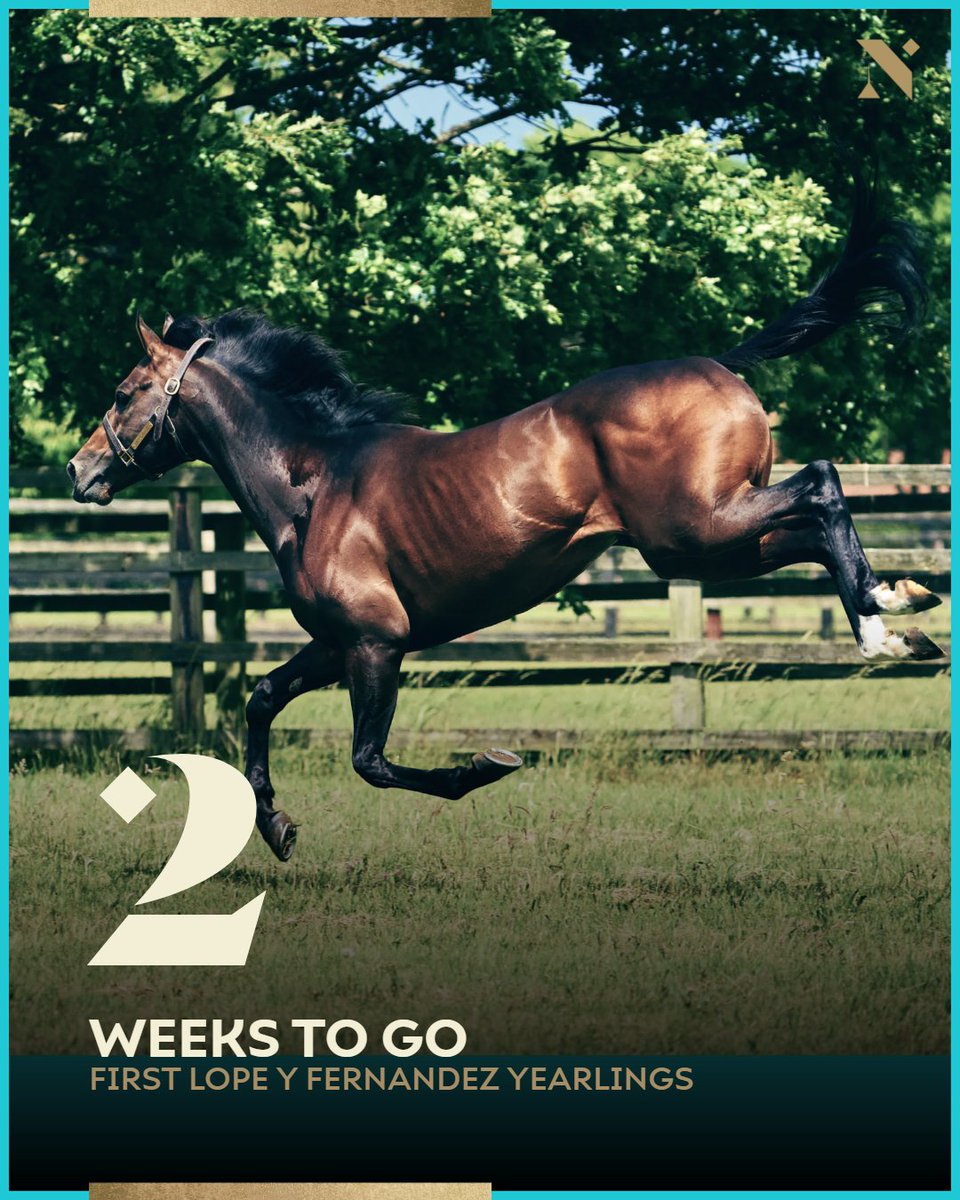 NatStudStallion's tweet photo. The sire couldn't be more excited👇🤩

The first Lope Y Fernandez yearlings go under the hammer @goffsUK 2 weeks today 🔨💰🏇

#NSstallions #LopeYFernandez #FirstcropFernandez #yearlingsales #thoroughbredyearlings #salesseason24 https://t.co/yhSTxztgmo