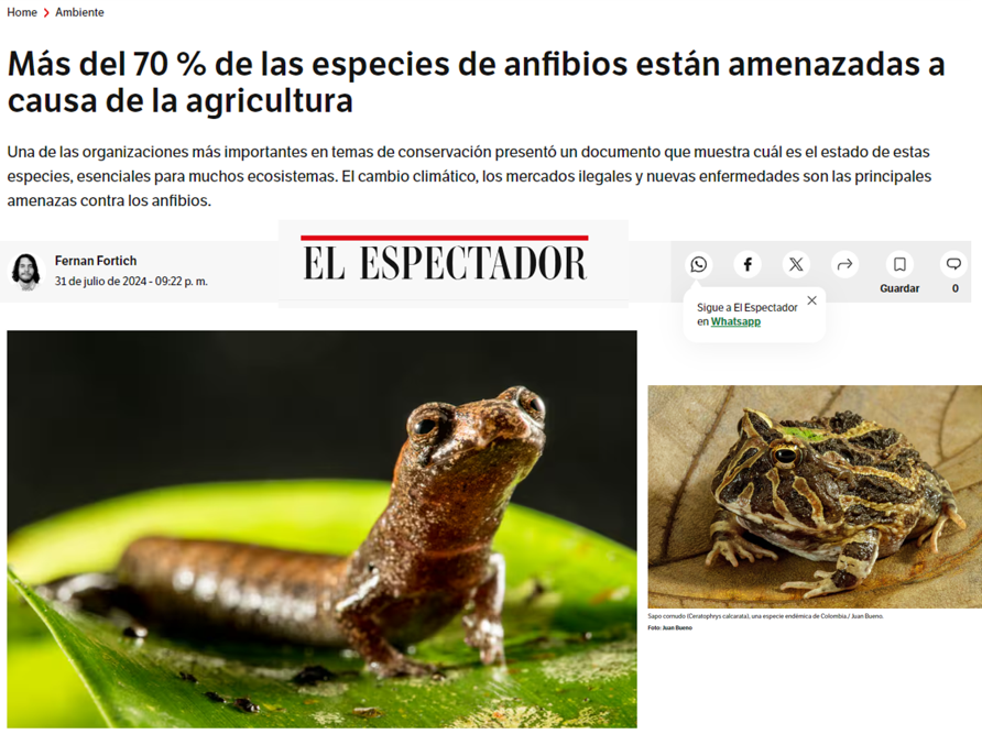 A pesar de llevar más de 360 millones de años en la tierra, los anfibios son los vertebrados más amenazados del planeta. En Colombia, 36% de las especies de anfibios están en riesgo de extinción, ocupando el vergonzoso primer puesto a nivel mundial.
elespectador.com/ambiente/mas-d…