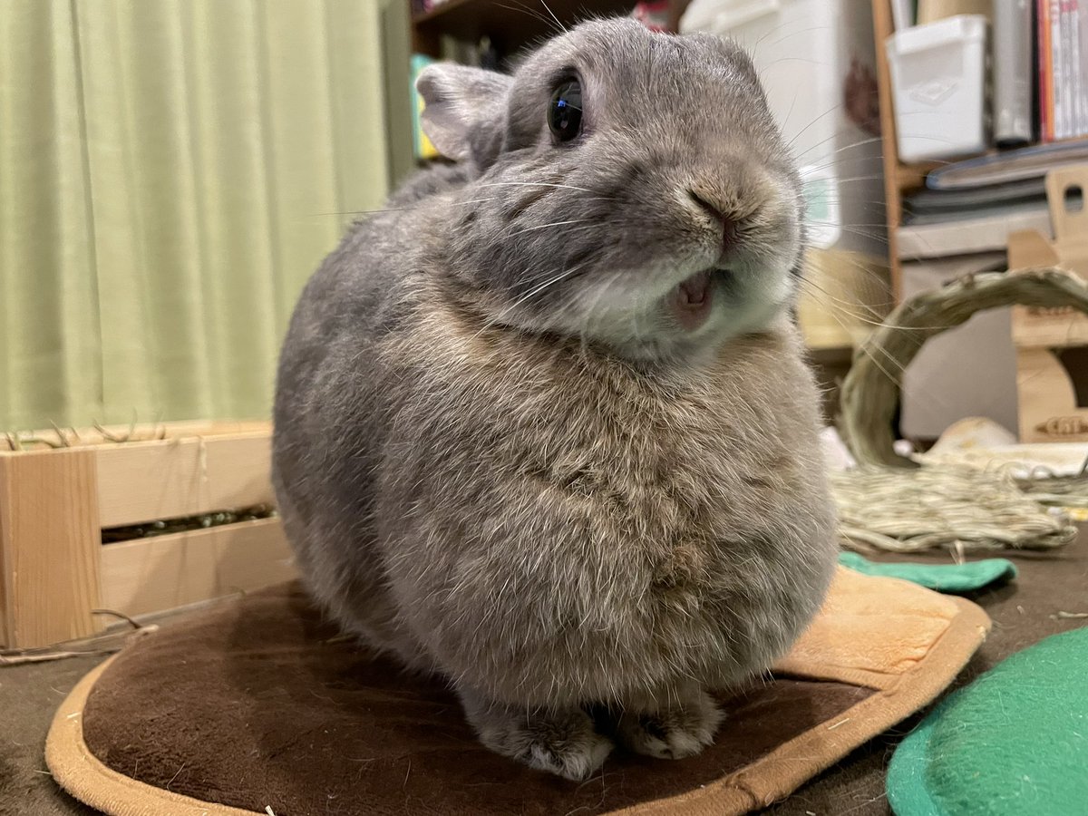 「ただいま！」

みんなも里帰りを満喫しようね