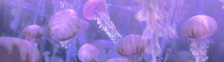 ellatech's tweet image. ⌕ #studytwt ┊ #techtwt ┊ #langtwt ┊ #studytwtbr ┊ #techtwtbr       

          ≡;- ꒰ Gabriella, ela/dela ꒱  
      ✧.* cursando ads ⋆ focada em front-end   
      ✧.* 🇧🇷 ┊ 🇮🇹 ┊ 🇷🇺 ┊ 🇺🇸

♡:  gatos, bruxaria, livros, vida marinha...

𖹭 +⟳: moots!