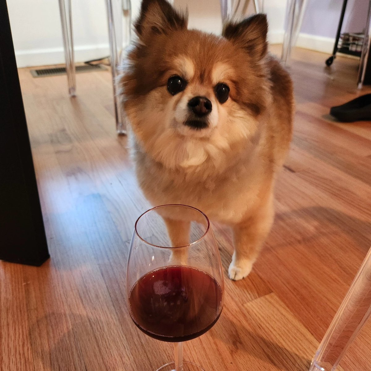 Sharon L (@divavinophile) on Twitter photo Have you ever had a Pet Nat as dark and purple as this? Notes of black currant, cracked pepper, red fruits, with a mild yeasty undercurrent. a blend of organically farmed Teroldego, Tempranillo, Malbec
<a href="/WeAreWonderwerk/">Wonderwerk</a> Have you ever had a Pet Nat as dark and purple as this? Notes of black currant, cracked pepper, red fruits, with a mild yeasty undercurrent. a blend of organically farmed Teroldego, Tempranillo, Malbec
<a href="/WeAreWonderwerk/">Wonderwerk</a>