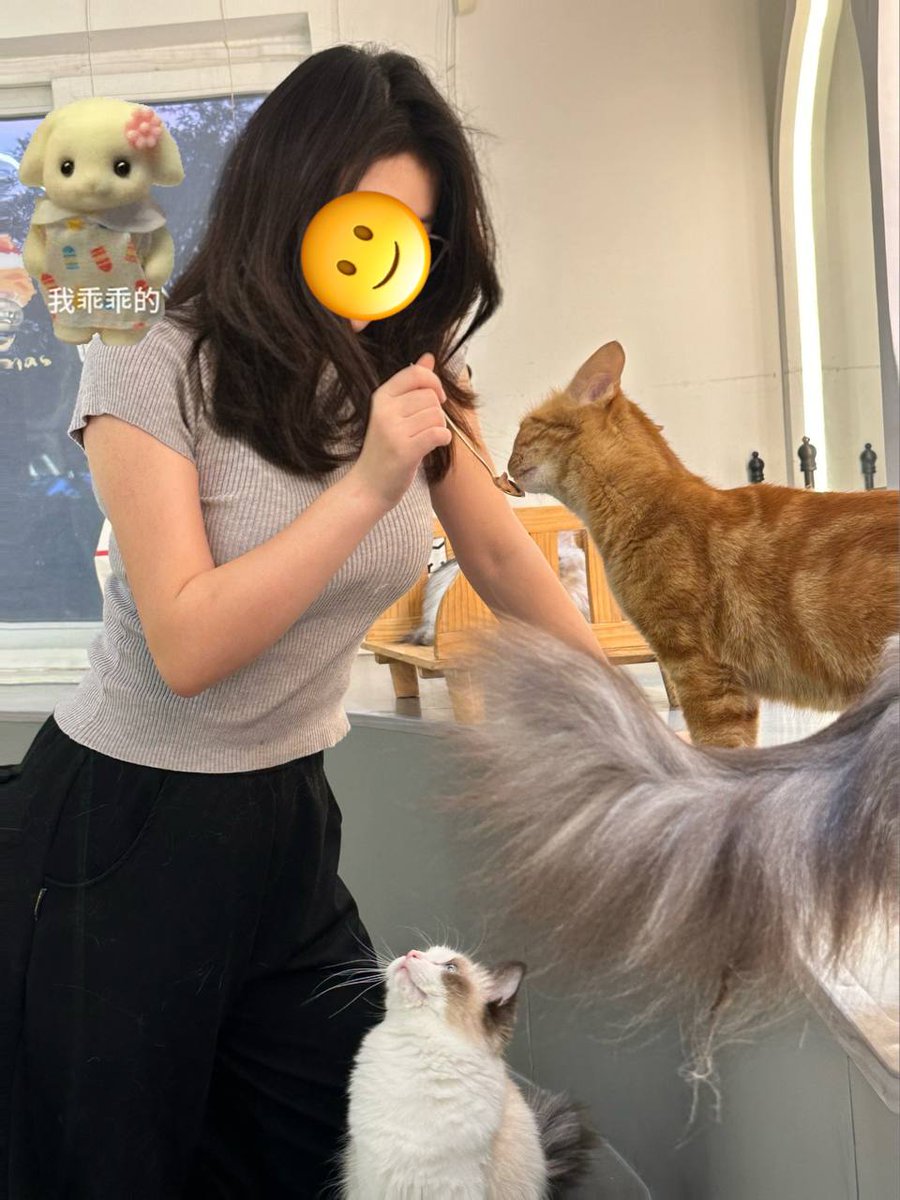 CharlieAng51143's tweet photo. 和喵喵一起玩耍 https://t.co/tSS2nnlprh