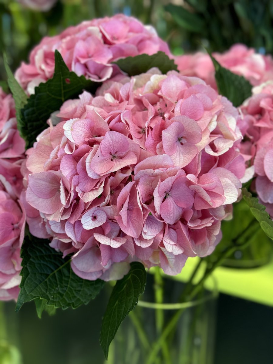 Floral magic at our Belgravia boutique.

#NeillStrainFloralCouture #NeillStrain #FloralCouture #NSFC #BelgraviaBoutique #Harrods #Mayfair #HollandGrowers #Holland #HollandFlowers #DutchFlowers #DutchGrowers #FloralDisplay #FloralShop #LondonFlowers