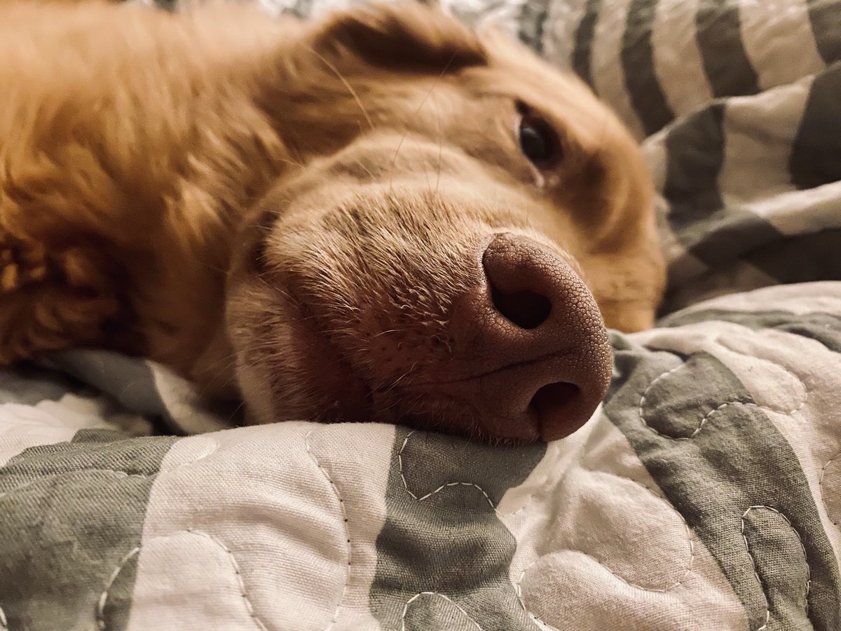 I promise I’m not laying down on the job like this lazy butt BUT unfortunately streaming will be on a temporary pause for a bit. Starting to pick up more work on music and in this economy I gotta take all I can get in this industry. Love you guys and I will be back soon!